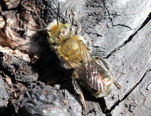 Maschio di Osmia leaiana o di Osmia caerulescens